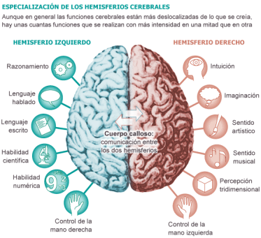 El cerebro.